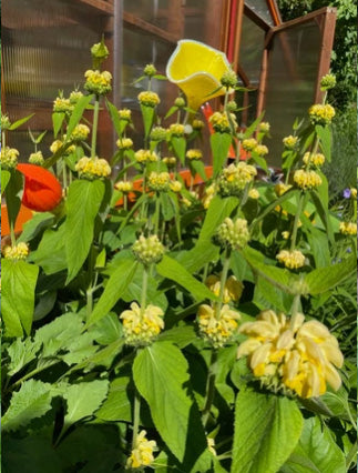 A Budding Relationship With Your Plant