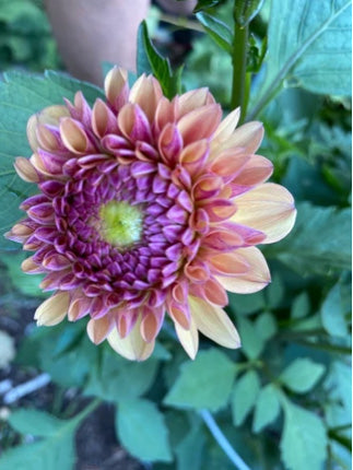 Discovering Dahlias