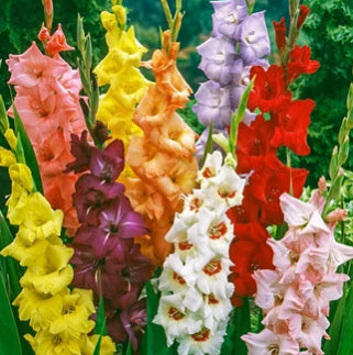 Glad for Glads