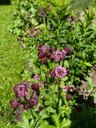 Some Plants Wilt in the Heat – Others Love It!