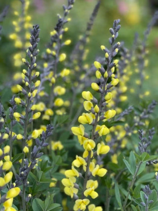 Screamin' Yellow False Indigo