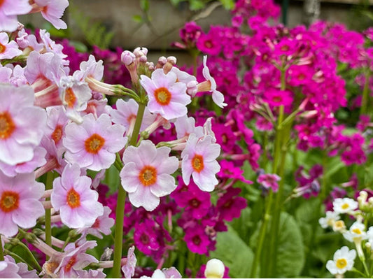 Primroses are Prime