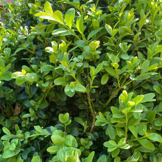 Bulk Greenery