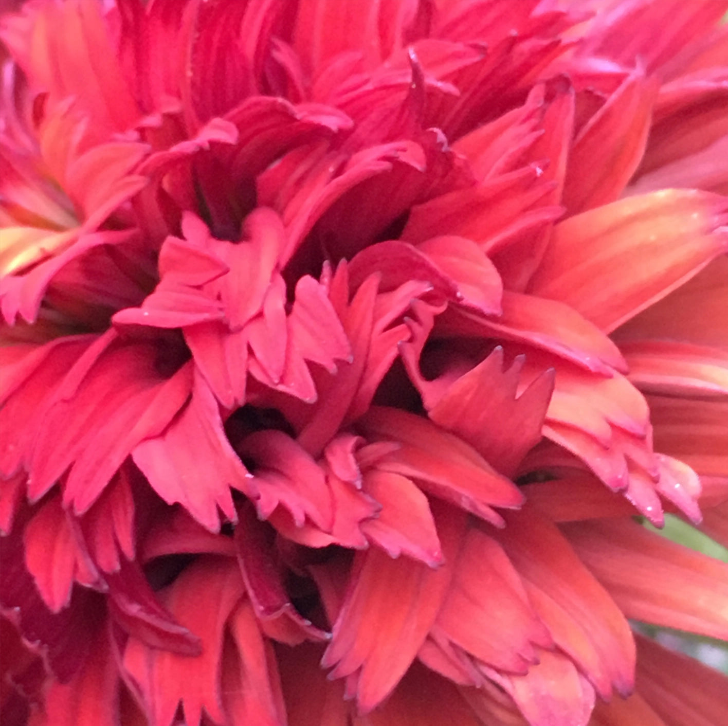 Bulk Flowers