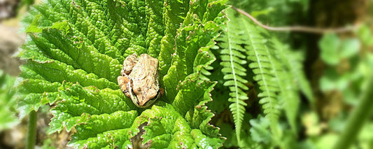 Watering Like Our Lives Depend On It