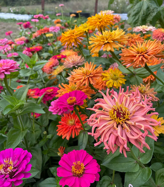 Zinnia Seed Saving Workshop
